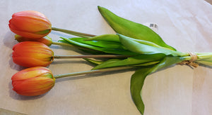 Flowers - Tulips
