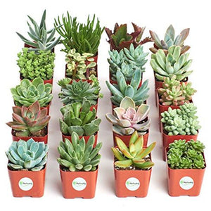 Succulent